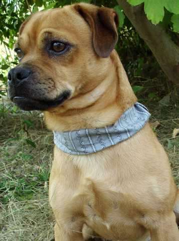 Mops-Dackel Mix - quirliger und verschmuster kleiner Kerl